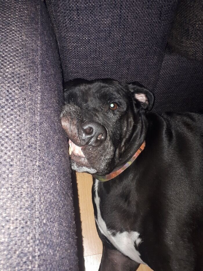 funnyanimals182_019