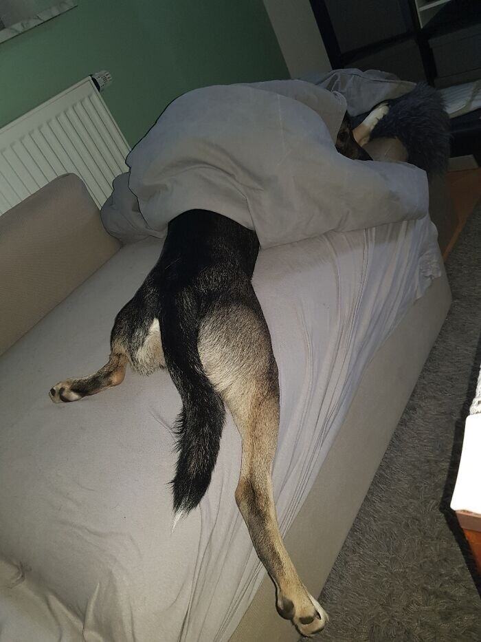 funnyanimals182_020