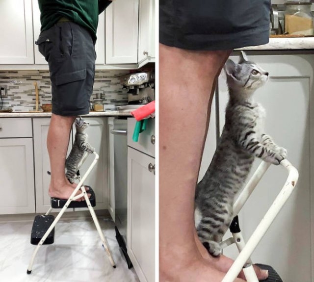 funnyanimals182_039