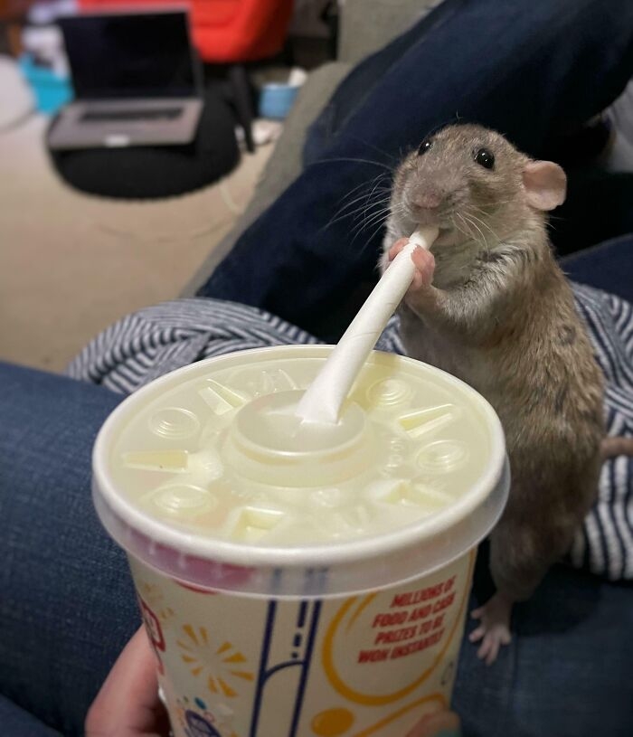 funnyanimals183_001
