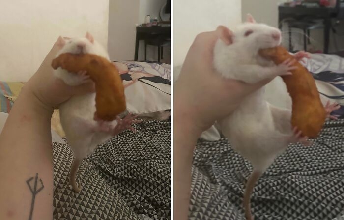 funnyanimals183_003