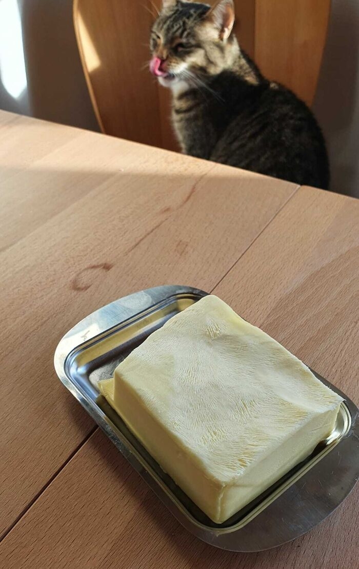 funnyanimals183_004