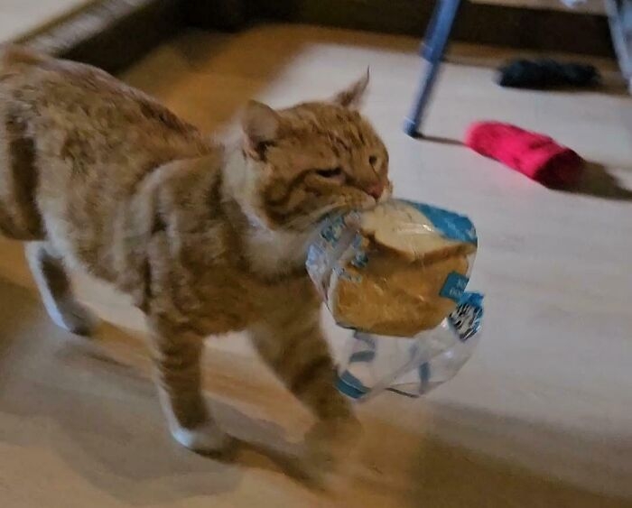 funnyanimals183_005