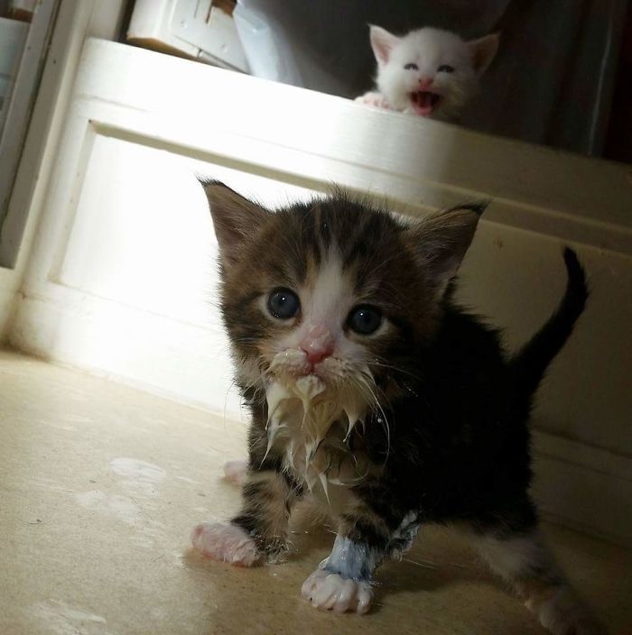funnyanimals183_008