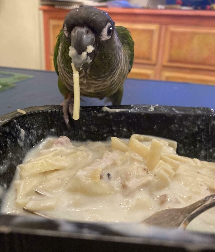 funnyanimals183_009