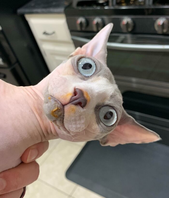 funnyanimals183_013