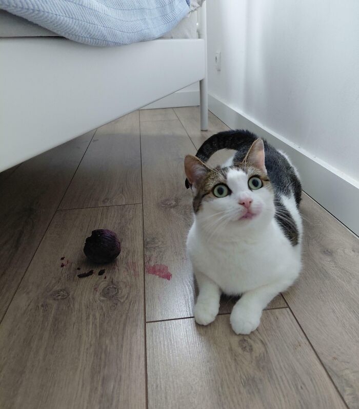 funnyanimals183_014