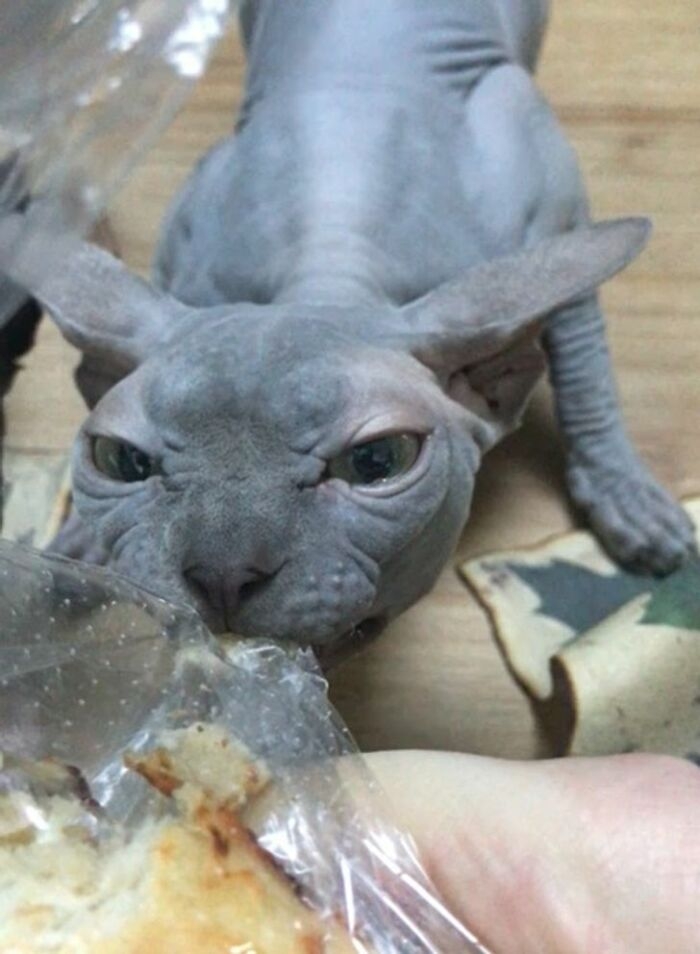 funnyanimals183_016