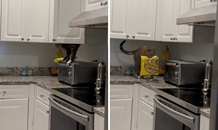 funnyanimals183_017
