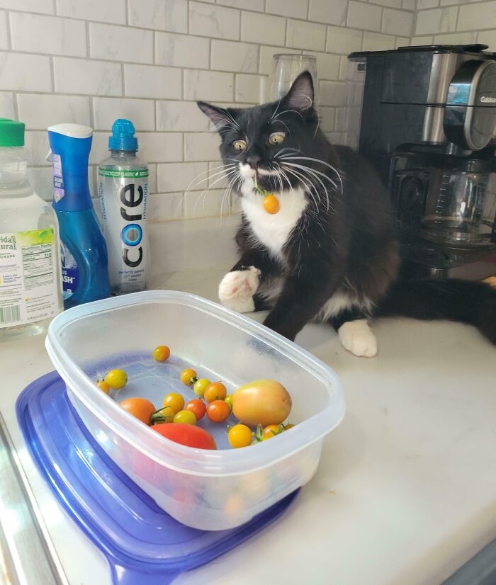 funnyanimals183_018