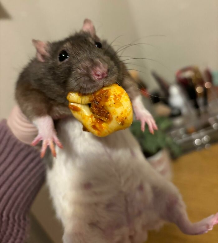 funnyanimals183_019