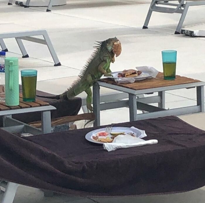 funnyanimals183_020