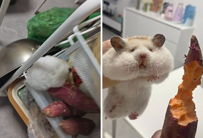 funnyanimals183_021