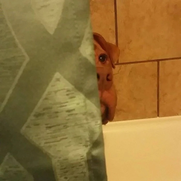 funnyanimals184_001