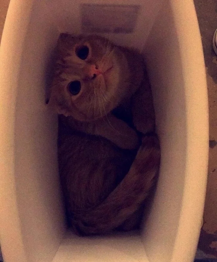 funnyanimals184_002