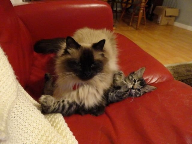 funnyanimals184_007