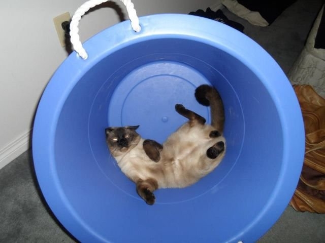 funnyanimals184_009