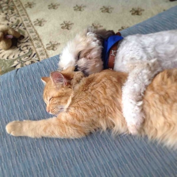 funnyanimals184_010