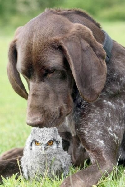 funnyanimals184_011