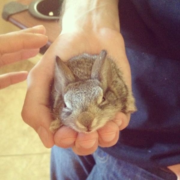 funnyanimals184_012