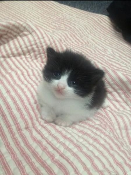 funnyanimals184_013