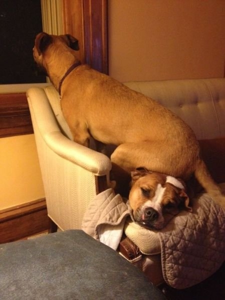 funnyanimals184_015
