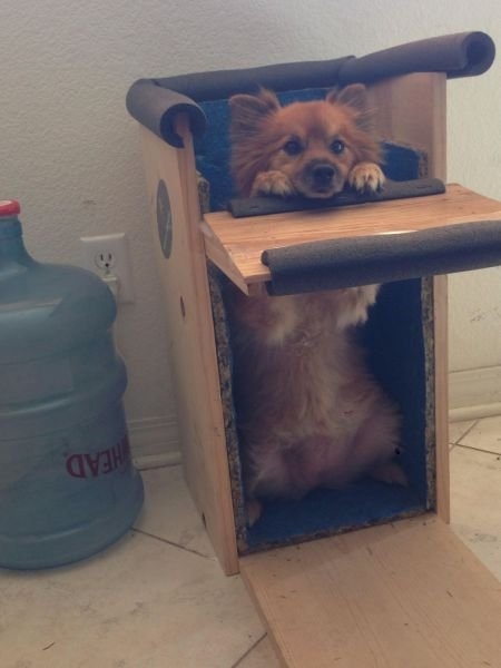 funnyanimals184_016