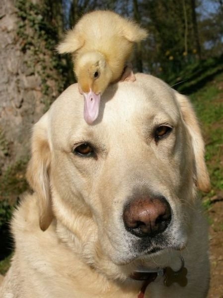 funnyanimals184_018