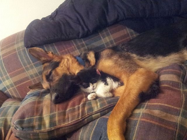 funnyanimals184_019