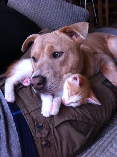 funnyanimals184_020