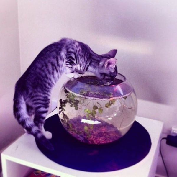 funnyanimals184_021