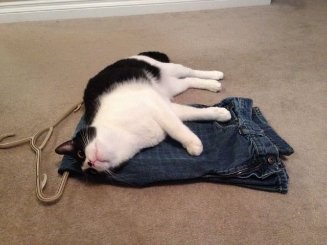 funnyanimals184_022