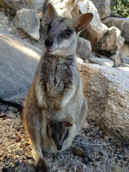 funnyanimals184_023