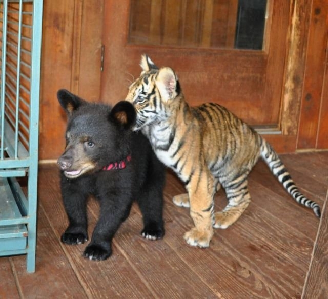 funnyanimals184_026