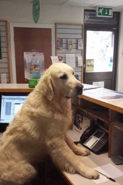 funnyanimals184_027