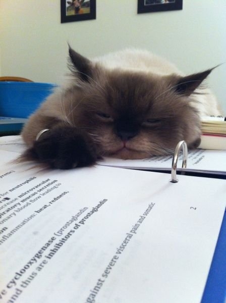 funnyanimals184_028
