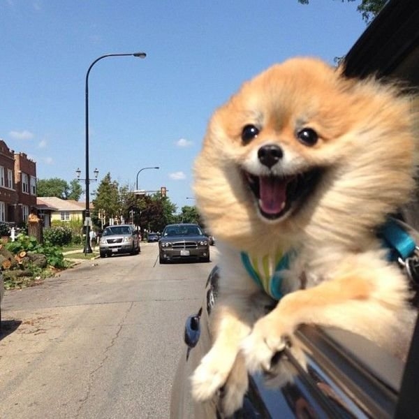 funnyanimals184_029
