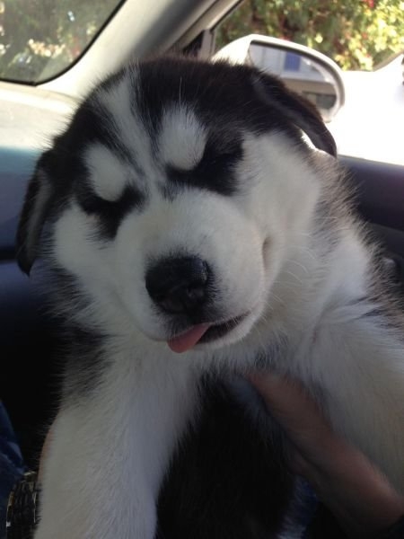 funnyanimals184_030