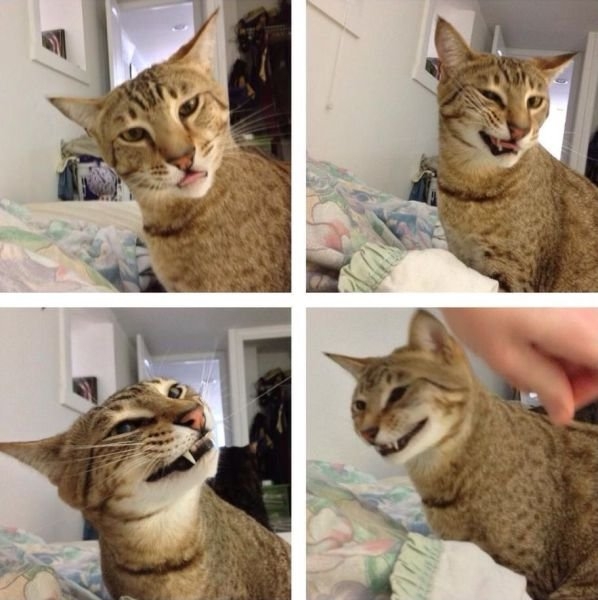 funnyanimals184_032
