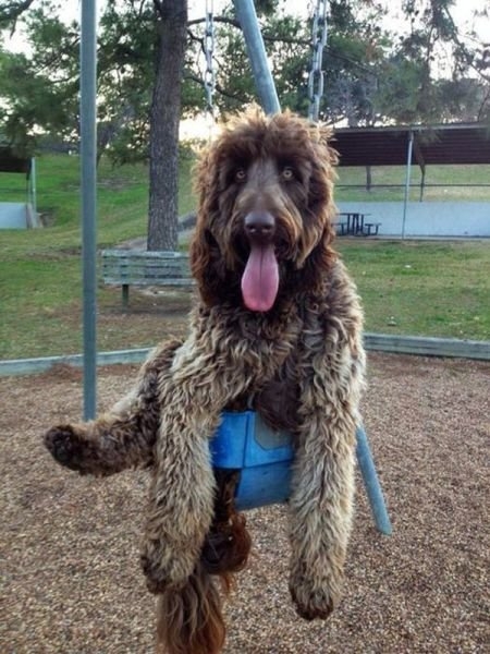 funnyanimals184_033