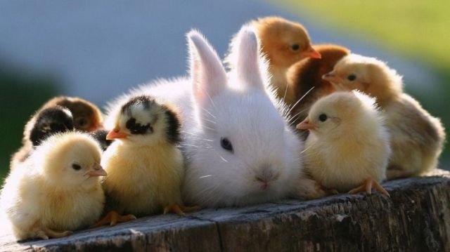 funnyanimals184_034