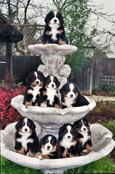 funnyanimals184_035