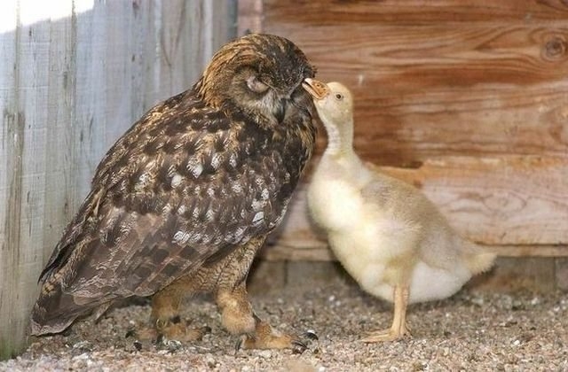 funnyanimals184_037