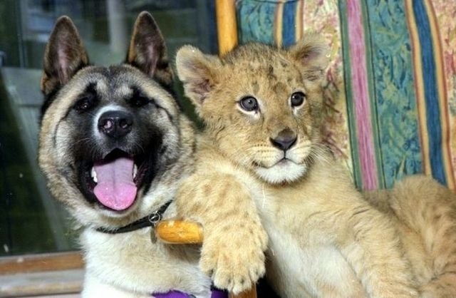 funnyanimals184_039