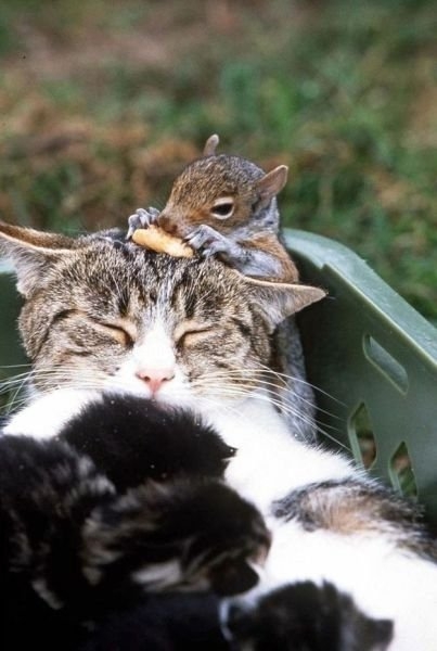 funnyanimals184_040