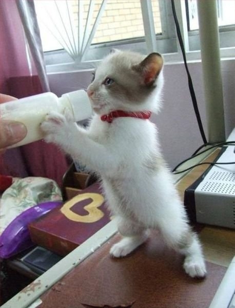 funnyanimals184_041
