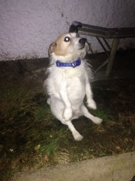 funnyanimals184_042