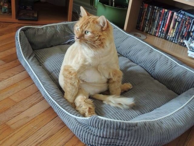 funnyanimals184_043