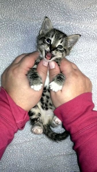 funnyanimals184_044
