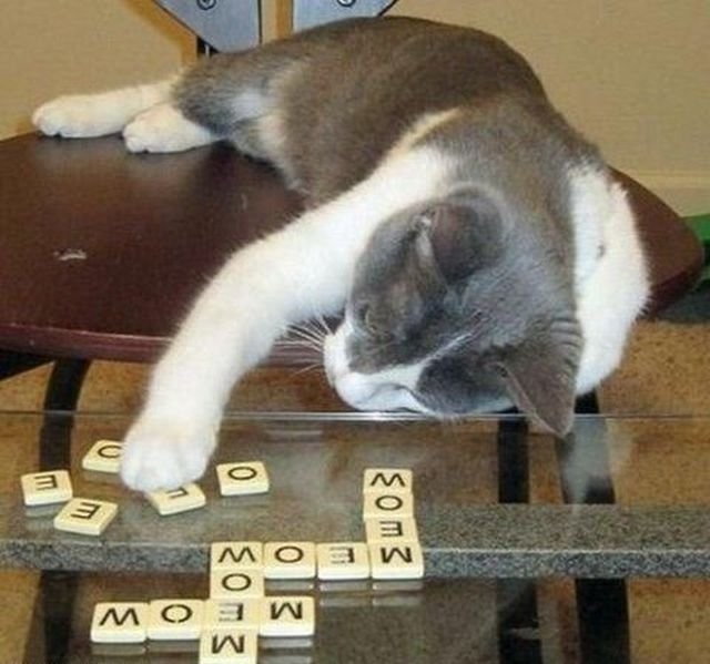 funnyanimals184_045